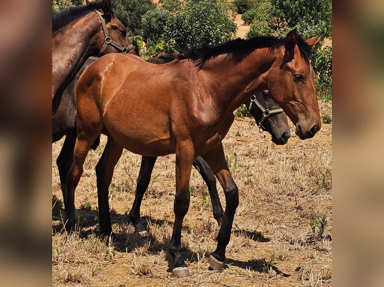 Lusitanien Étalon 2 Ans 165 cm Alezan in Pera