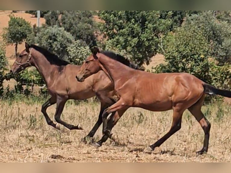 Lusitanien Étalon 2 Ans 165 cm Alezan in Pera