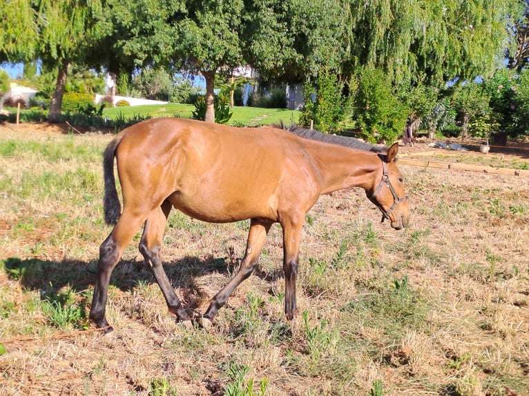 Lusitanien Étalon 2 Ans 165 cm Alezan in Pera