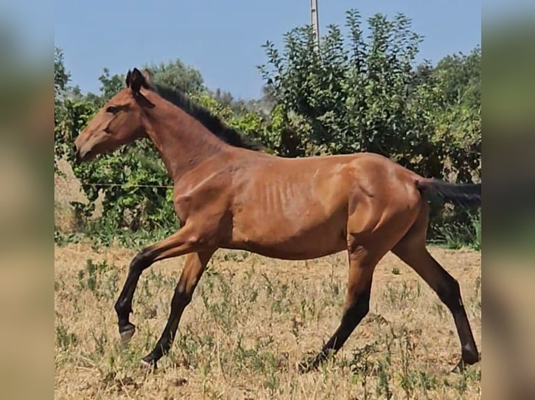 Lusitanien Étalon 2 Ans 165 cm Alezan in Pera