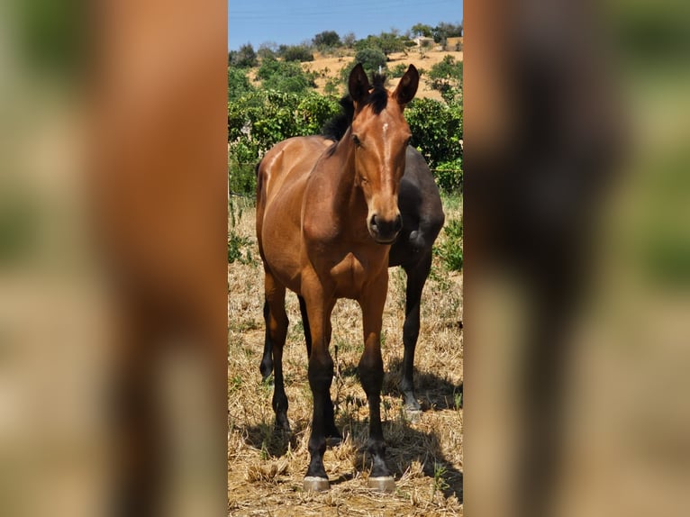 Lusitanien Étalon 2 Ans 165 cm Alezan in Pera