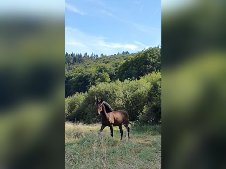 Lusitanien Étalon 2 Ans 165 cm Bai brun foncé in Lahntal