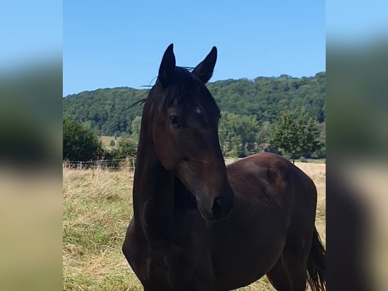 Lusitanien Étalon 2 Ans 165 cm Bai brun foncé in Lahntal