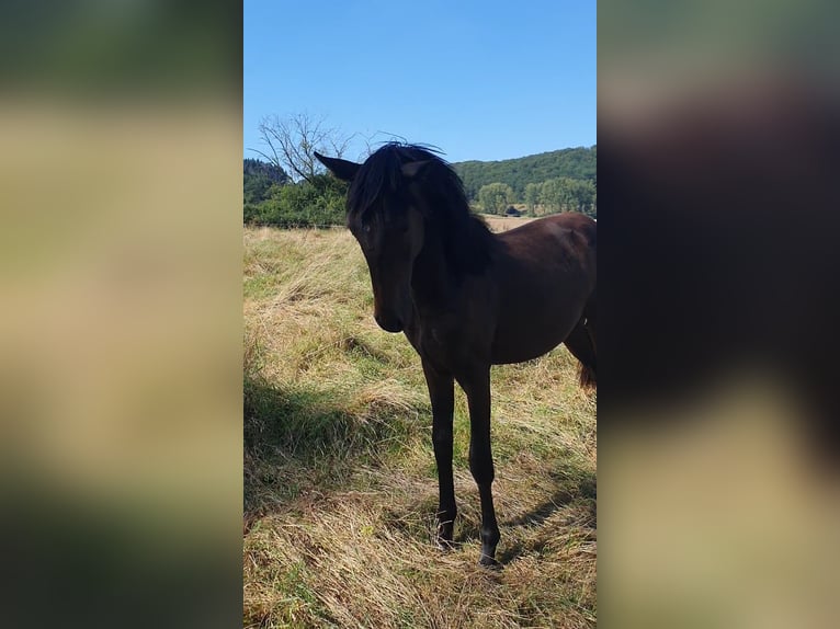 Lusitanien Étalon 2 Ans 165 cm Bai brun foncé in Lahntal