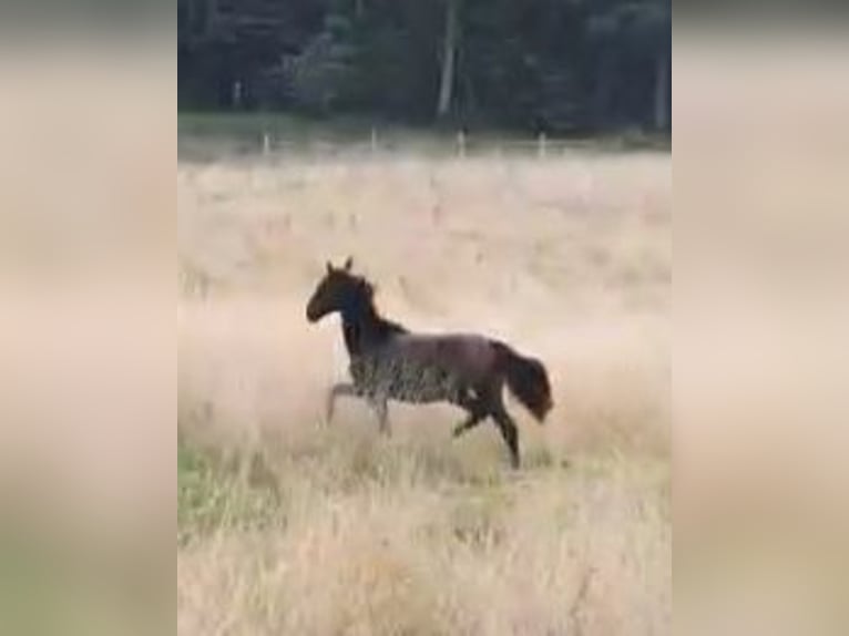 Lusitanien Étalon 2 Ans 165 cm Bai brun foncé in Lahntal