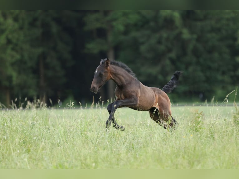 Lusitanien Étalon 2 Ans 165 cm Bai brun foncé in Bogen