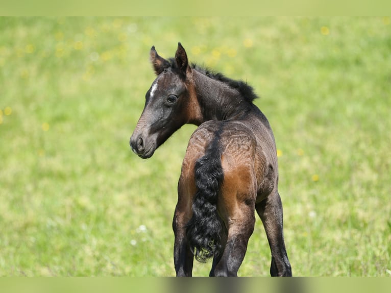 Lusitanien Étalon 2 Ans 165 cm Bai brun foncé in Bogen