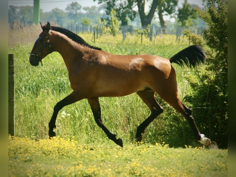 Lusitanien Étalon 2 Ans 165 cm Bai in Bredene