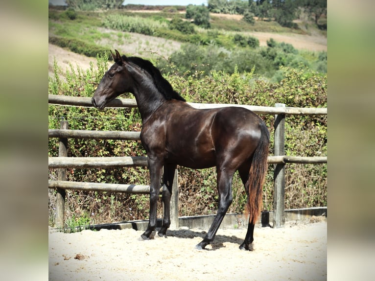 Lusitanien Étalon 2 Ans 165 cm Noir in Ribamar