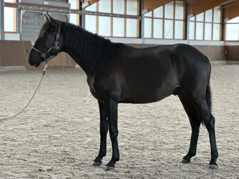 Lusitanien Étalon 2 Ans 165 cm Noir in Bedburg