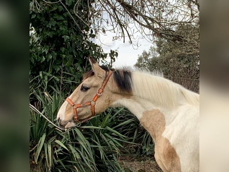 Lusitanien Croisé Étalon 2 Ans 165 cm Pinto in Avila