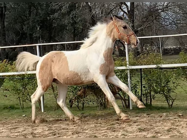 Lusitanien Croisé Étalon 2 Ans 165 cm Pinto in Avila