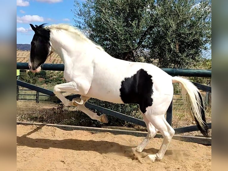 Lusitanien Croisé Étalon 2 Ans 165 cm Pinto in Avila