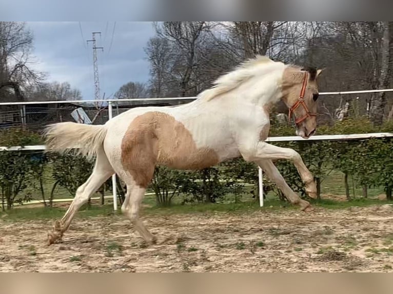 Lusitanien Croisé Étalon 2 Ans 165 cm Pinto in Avila