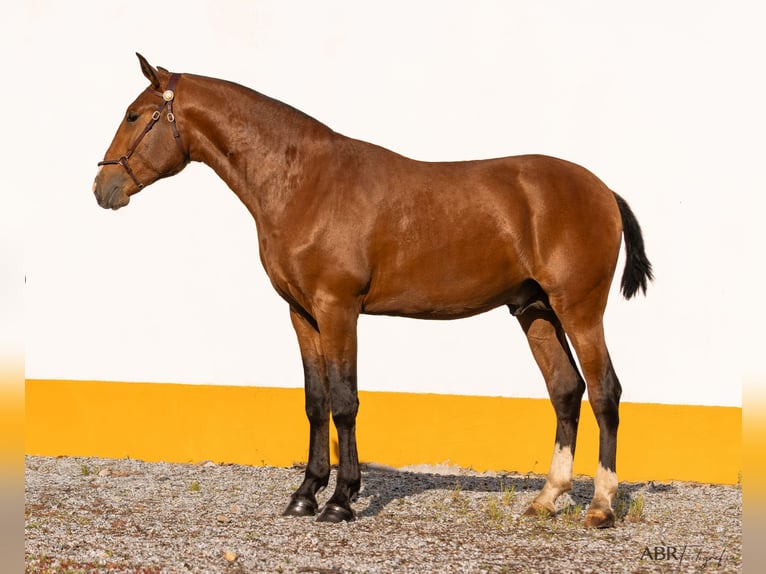 Lusitanien Étalon 2 Ans 166 cm Bai clair in Lavre