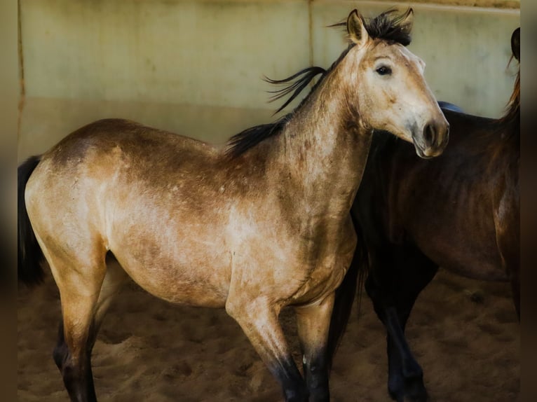 Lusitanien Étalon 2 Ans 166 cm Isabelle in Bogen