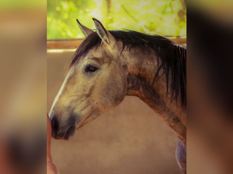 Lusitanien Étalon 2 Ans 166 cm Isabelle in Bogen