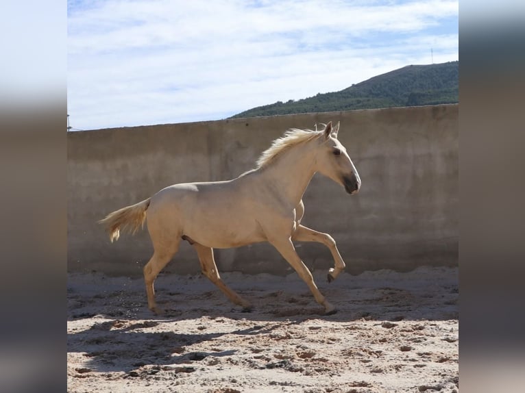 Lusitanien Étalon 2 Ans 166 cm Palomino in Rio Maior