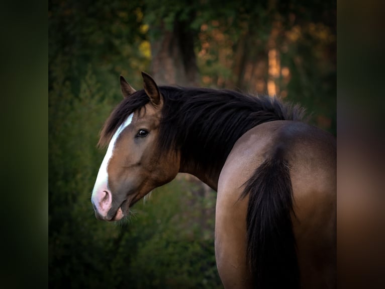 Lusitanien Étalon 2 Ans 167 cm Buckskin in Rio Maior