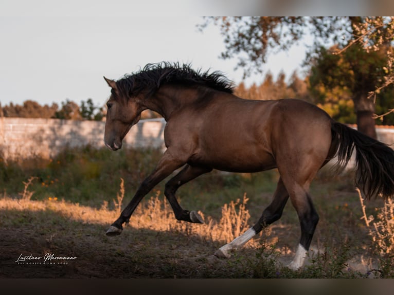 Lusitanien Étalon 2 Ans 167 cm Buckskin in Rio Maior