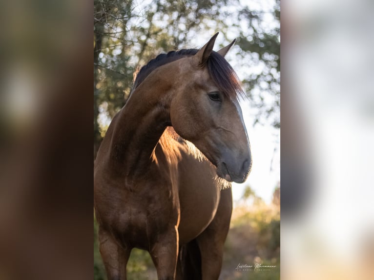 Lusitanien Étalon 2 Ans 167 cm Buckskin in Rio Maior