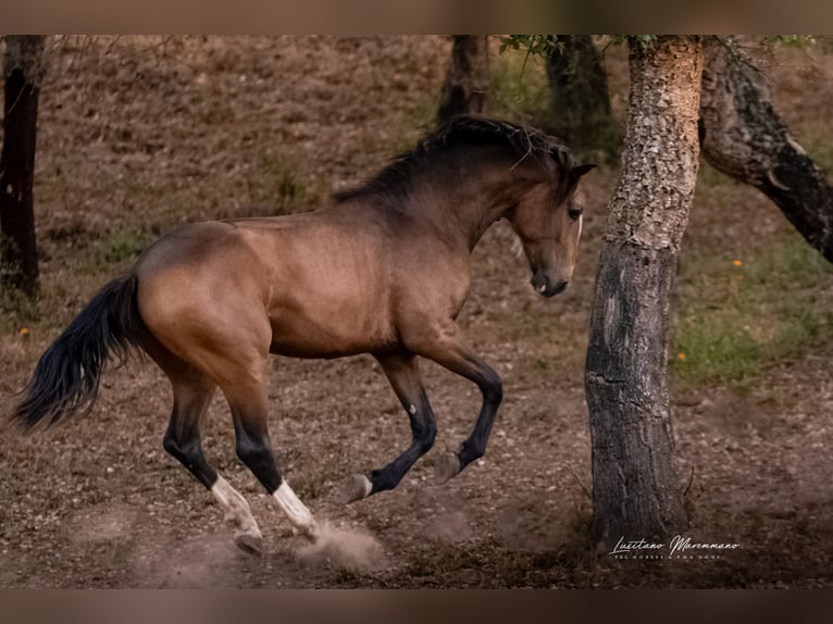 Lusitanien Étalon 2 Ans 167 cm Buckskin in Rio Maior