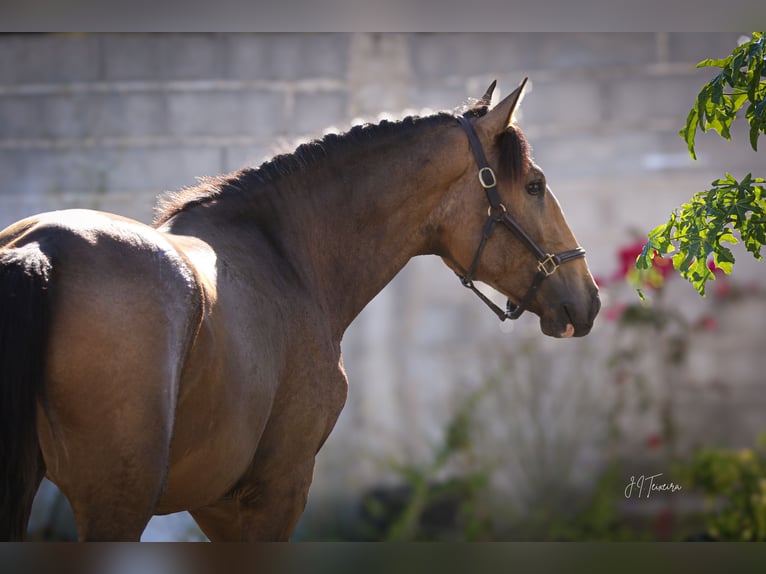 Lusitanien Étalon 2 Ans 167 cm Buckskin in Rio Maior