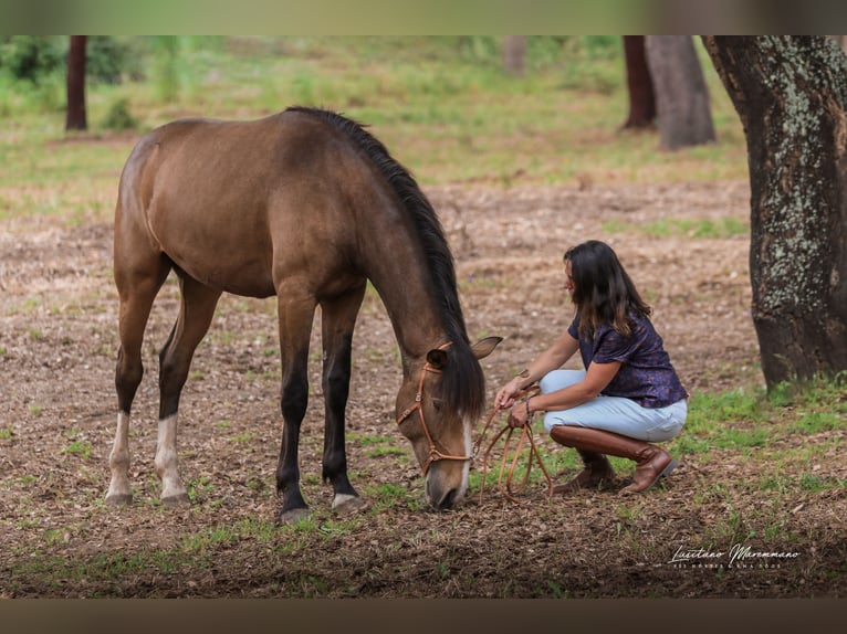 Lusitanien Étalon 2 Ans 167 cm Buckskin in Rio Maior