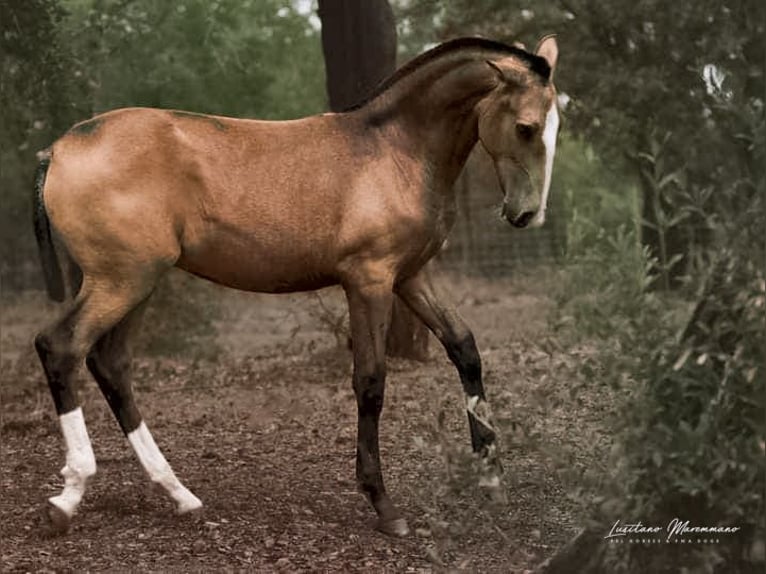 Lusitanien Étalon 2 Ans 167 cm Buckskin in Rio Maior