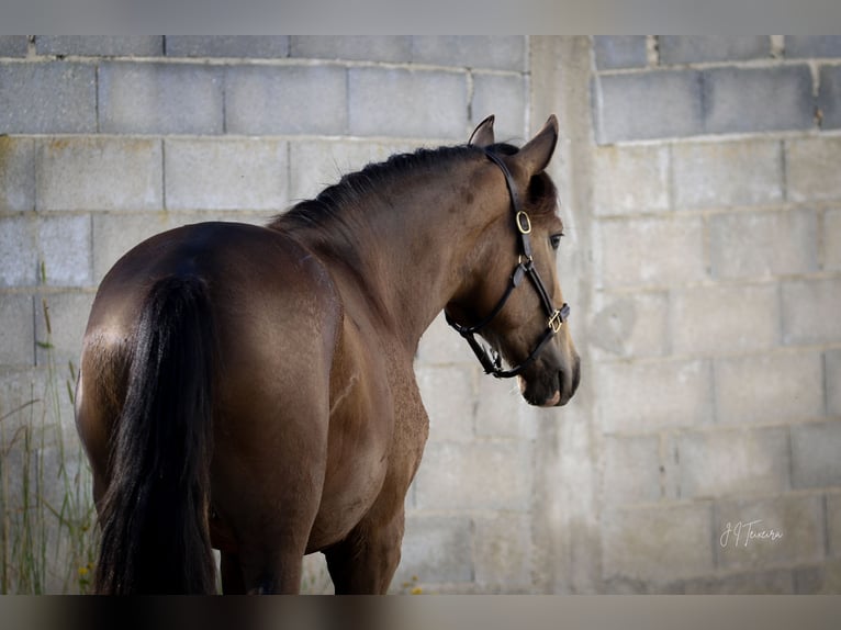 Lusitanien Étalon 2 Ans 167 cm Buckskin in Rio Maior