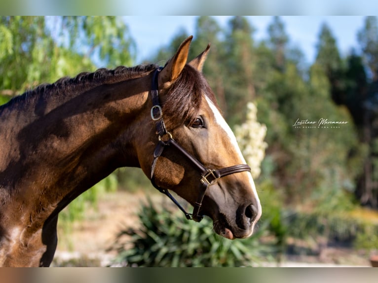 Lusitanien Étalon 2 Ans 167 cm Buckskin in Rio Maior