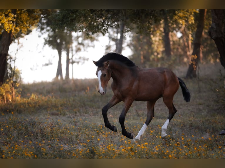 Lusitanien Étalon 2 Ans 167 cm Buckskin in Rio Maior