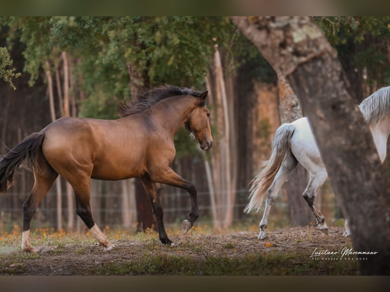 Lusitanien Étalon 2 Ans 167 cm Buckskin in Rio Maior