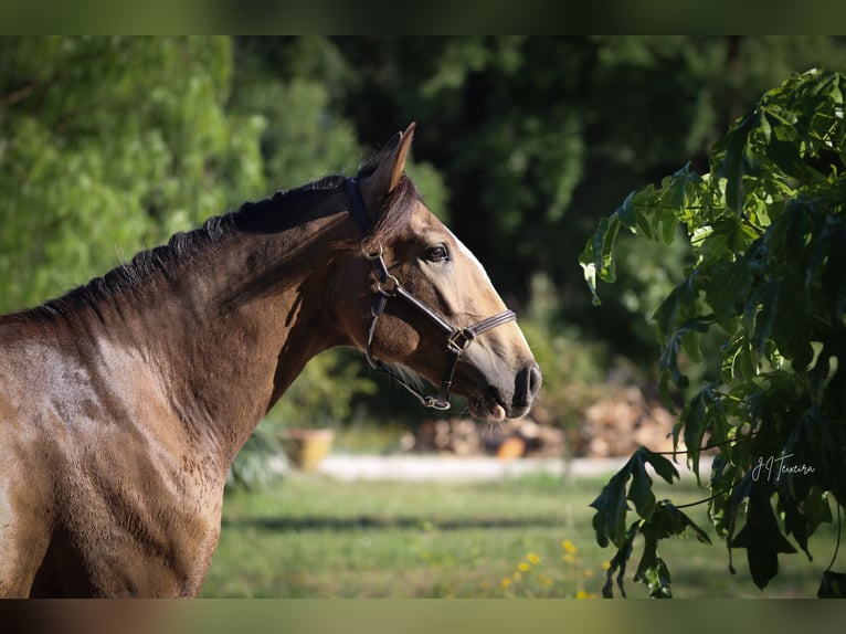 Lusitanien Étalon 2 Ans 167 cm Buckskin in Rio Maior