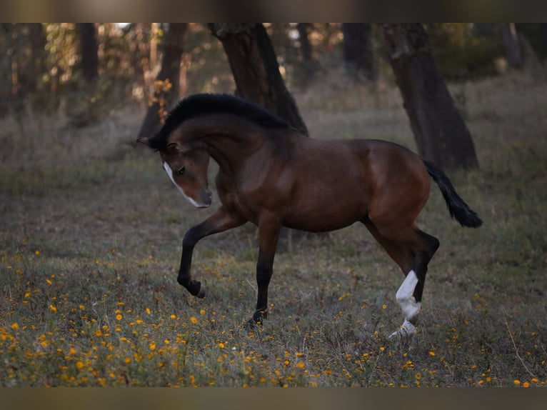 Lusitanien Étalon 2 Ans 167 cm Buckskin in Rio Maior