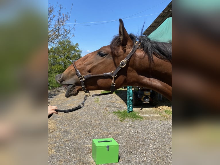 Lusitanien Étalon 2 Ans 168 cm Bai in Wila