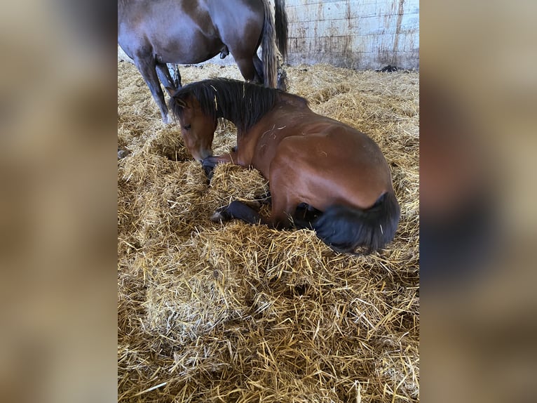 Lusitanien Étalon 2 Ans 168 cm Bai in Wila