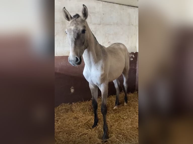 Lusitanien Étalon 2 Ans 168 cm Gris in RIO MAIOR