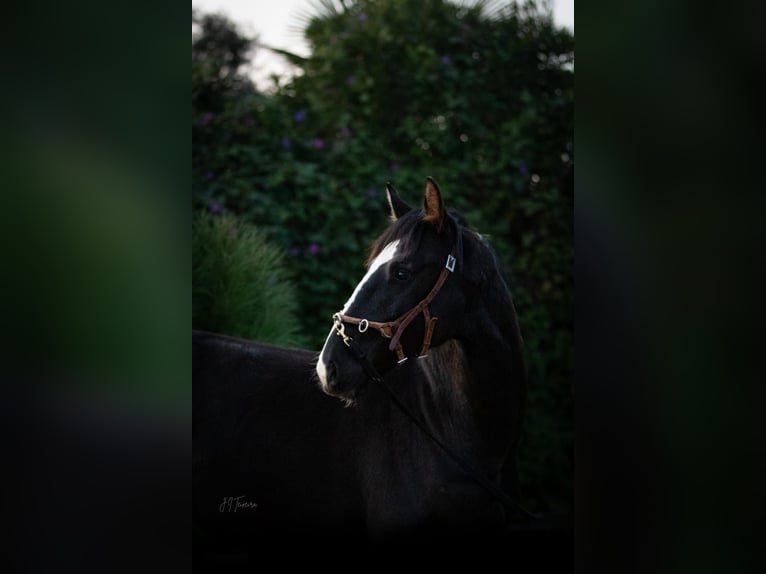 Lusitanien Croisé Étalon 2 Ans 170 cm Noir in Rio Maior