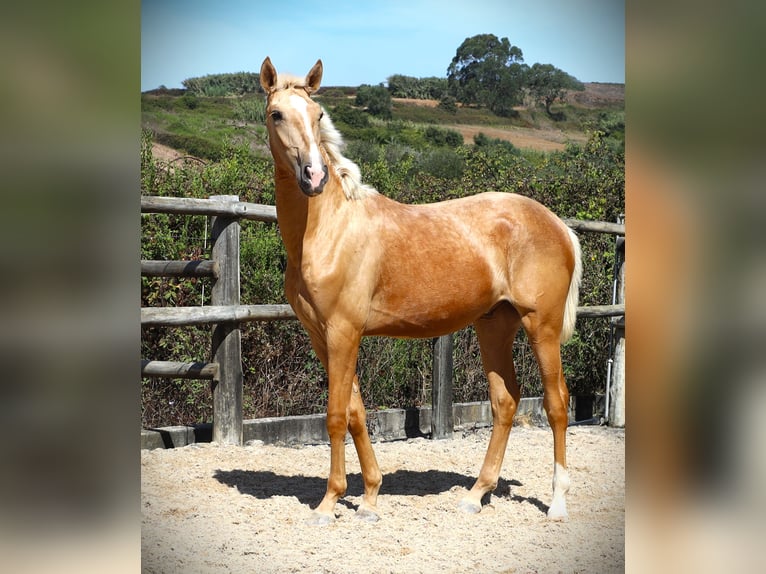 Lusitanien Étalon 2 Ans 170 cm Palomino in Ribamar