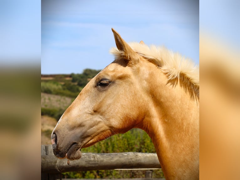 Lusitanien Étalon 2 Ans 170 cm Palomino in Ribamar