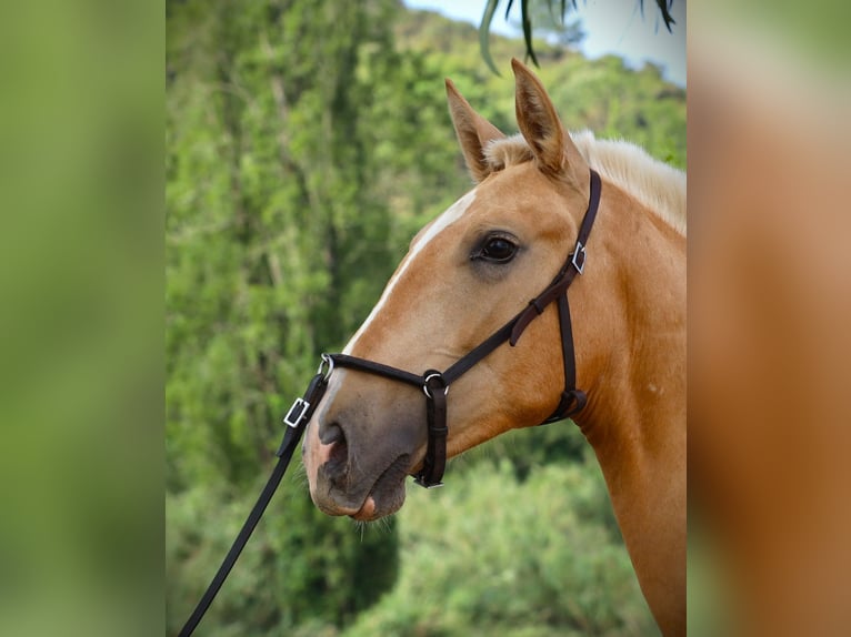 Lusitanien Étalon 2 Ans 170 cm Palomino in Ribamar