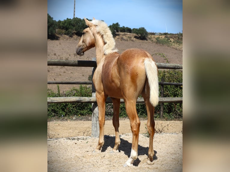 Lusitanien Étalon 2 Ans 170 cm Palomino in Ribamar