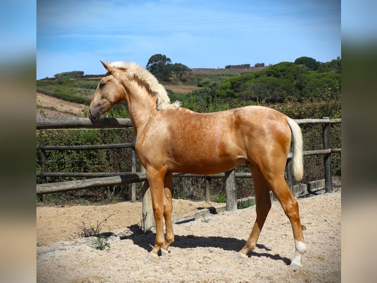 Lusitanien Étalon 2 Ans 170 cm Palomino in Ribamar