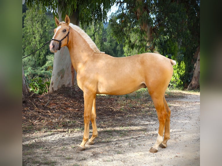 Lusitanien Étalon 2 Ans 170 cm Palomino in Ribamar