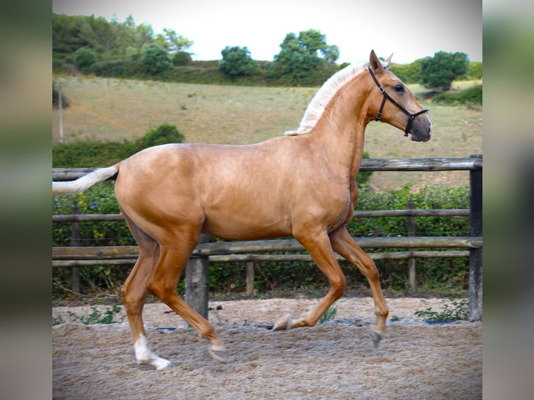 Lusitanien Étalon 2 Ans 170 cm Palomino in Ribamar