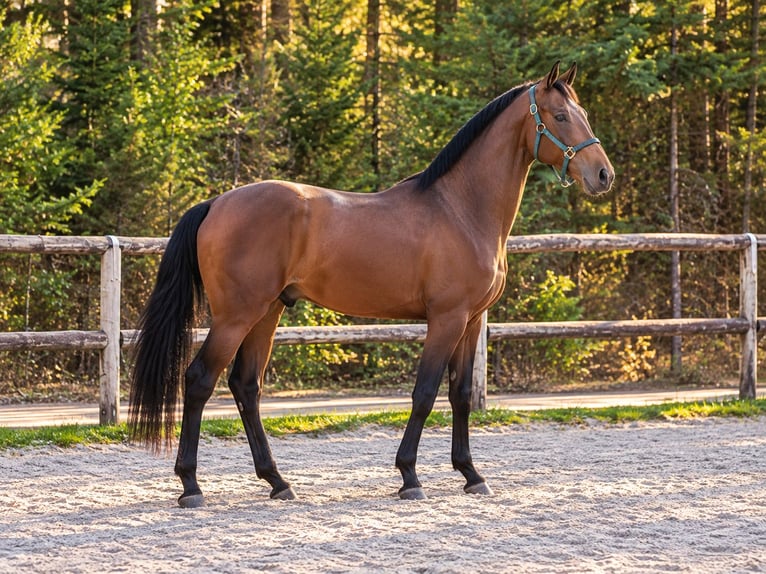 Lusitanien Étalon 2 Ans Bai cerise in Cacheina