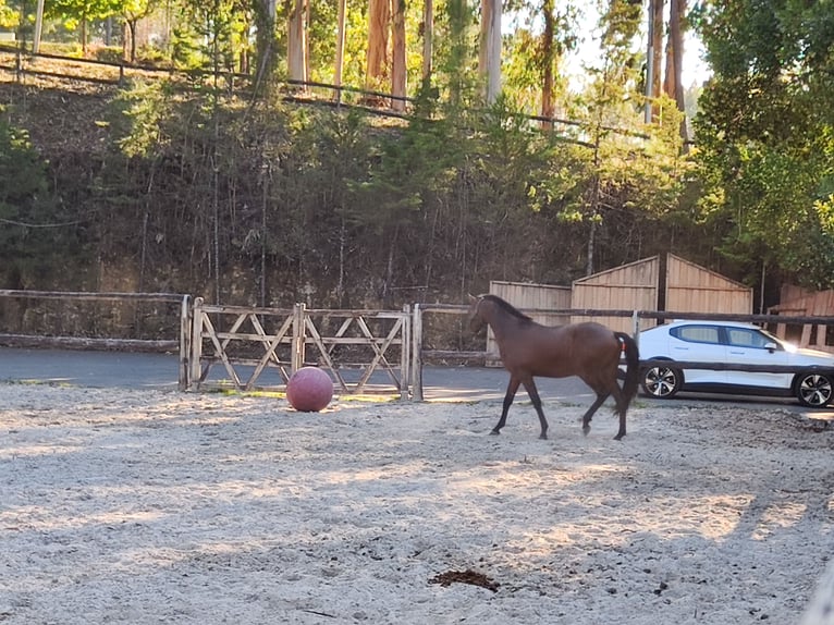 Lusitanien Étalon 2 Ans Bai cerise in Cacheina
