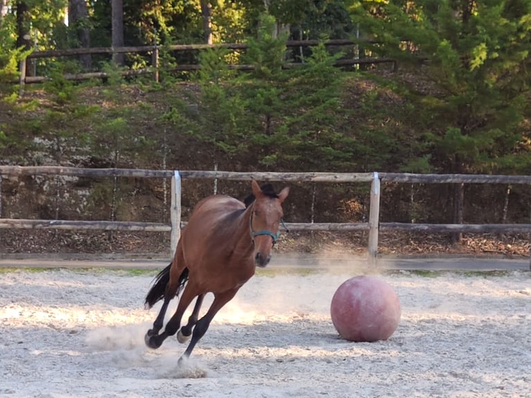 Lusitanien Étalon 2 Ans Bai cerise in Cacheina