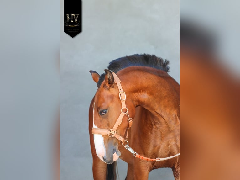 Lusitanien Étalon 2 Ans Bai in Grury